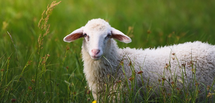 lamb in green field