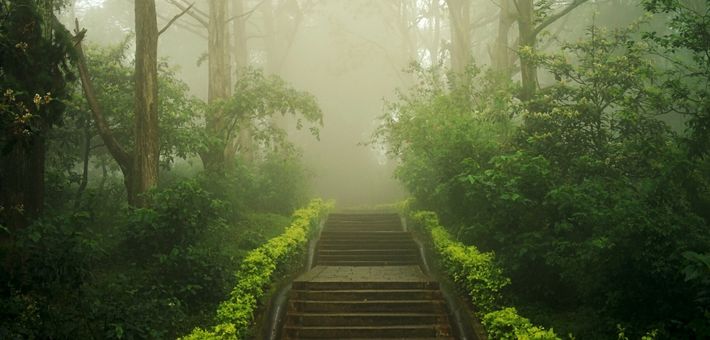 stairs in the jungle, leading to haze