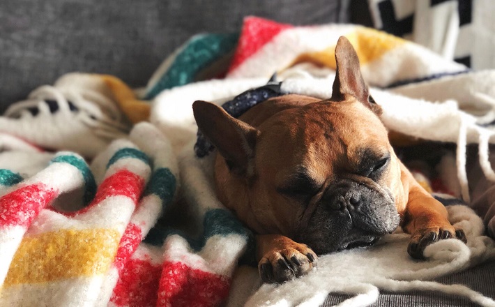 Boston terrier wrapped in blanket lying on couch