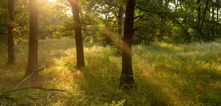 Sunlight streaming through green leafy forest