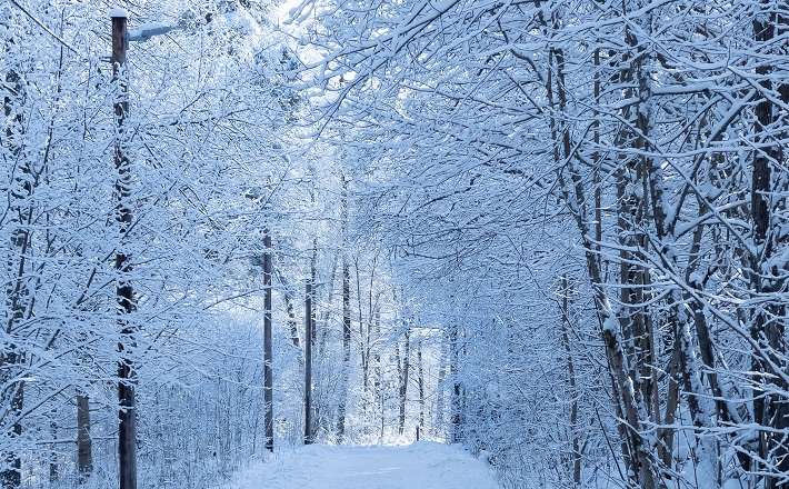 snow-covered trees and powerlines