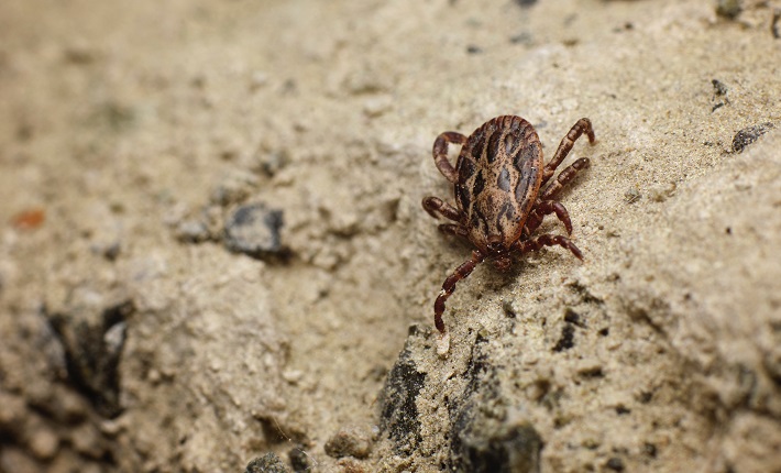 tick crawling on rock