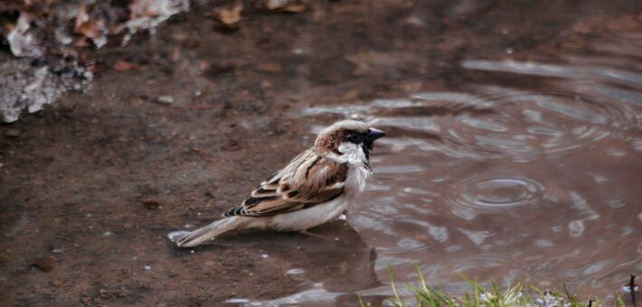 sparrow sitting in water