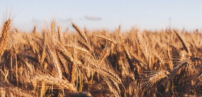 field of wheat