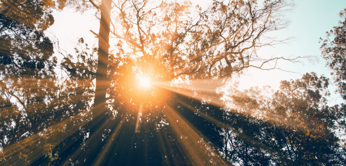 Photo of Light Through Trees