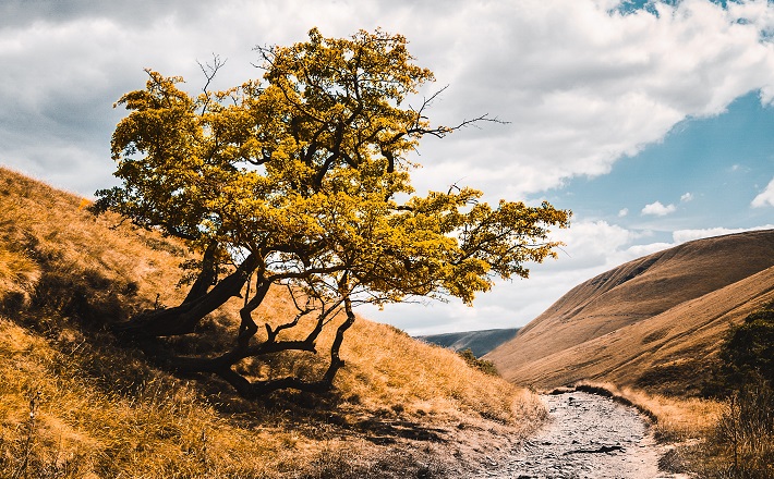 tree growing next to gravel path in arid landscape