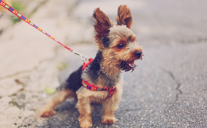 Walking the dog: how to preach with confidence