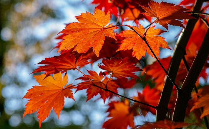 Red maple leaves