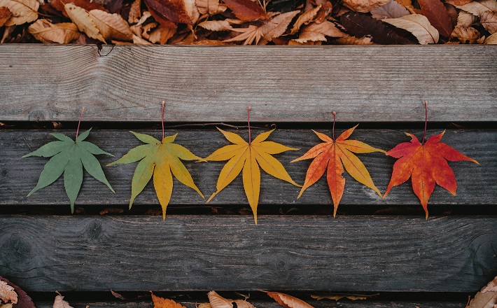 Leaves in various shades from green to red