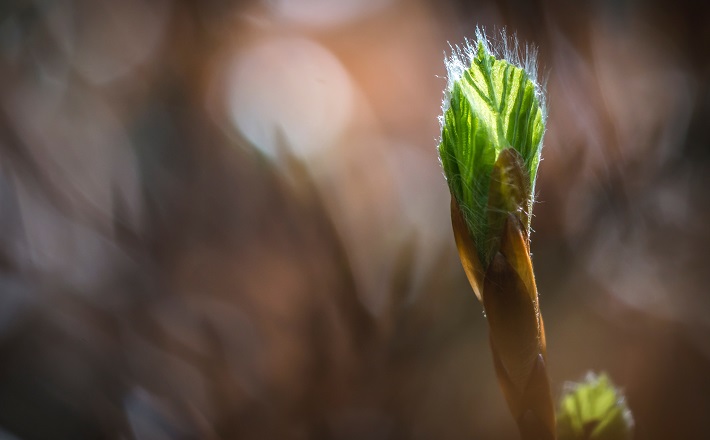 Tree bud springing up in morning light