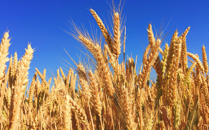 Photo of a wheat field