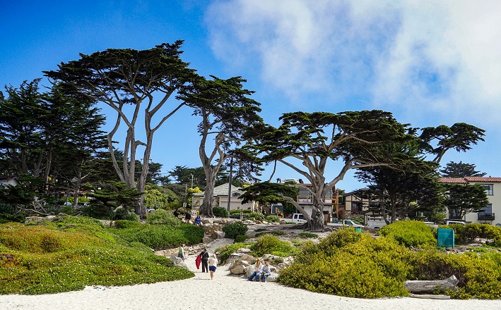 Monterey Bay, California, beach and trees