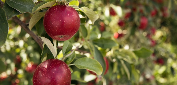 Red apples on tree