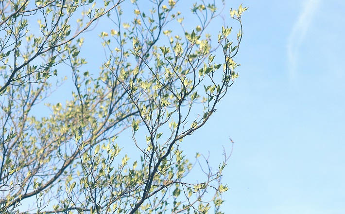 Branches with new leaves sprouting