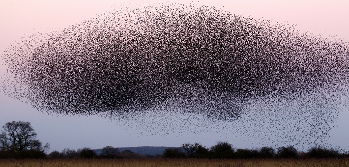 Cloud of birds flying at dusk