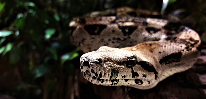 Snake in dimly lit foliage