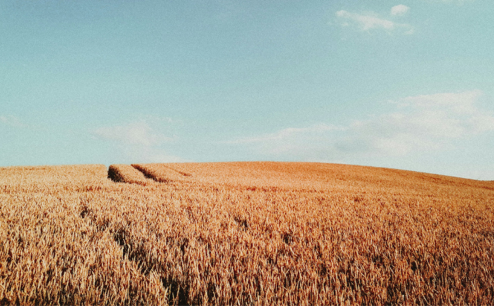 field of grain