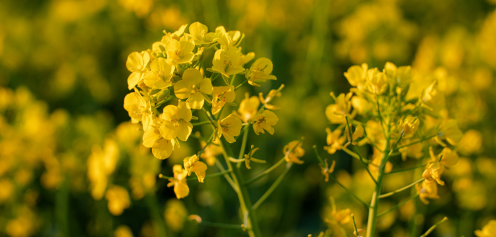 Flowering plant