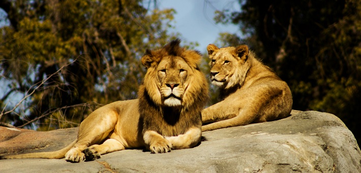 Lions seated on a rock