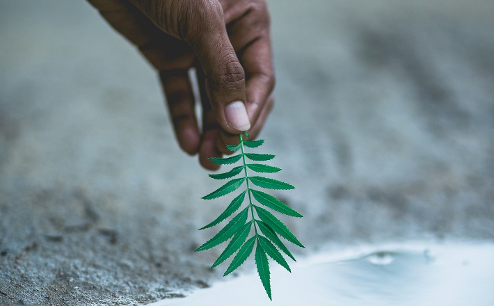 hand holding a sprig of green leaves over water