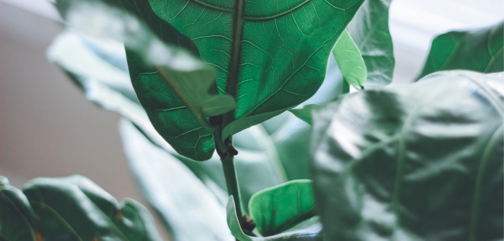 photo of fig leaves