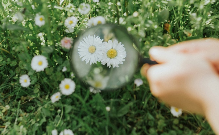 Young person's hands holding magnifying glass to pair of daisies