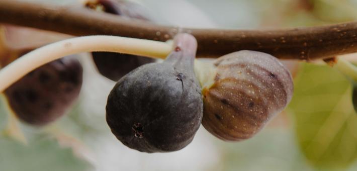Photo of figs on a tree
