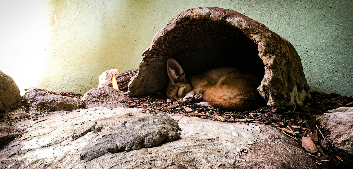 photo of a fox in its den