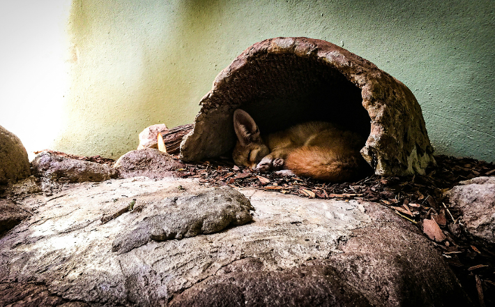 photo of a fox in its den