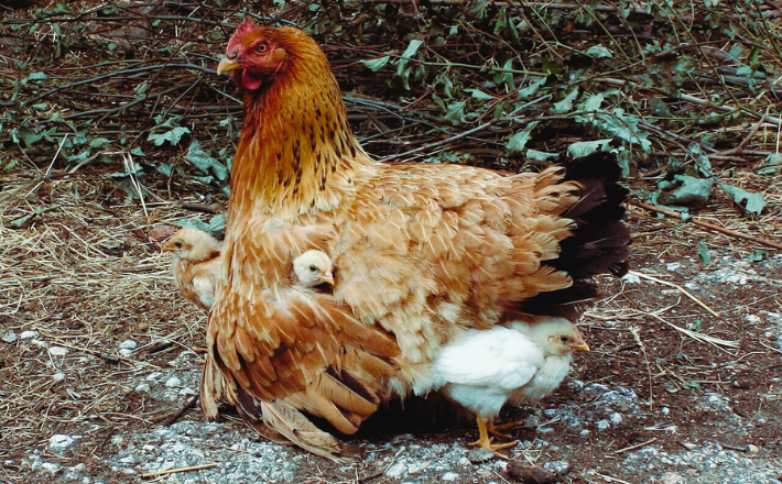 Photo of a hen gathering her chicks under her wings