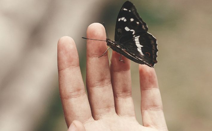 Easter preaching series - butterfly alights on outstretched fingers