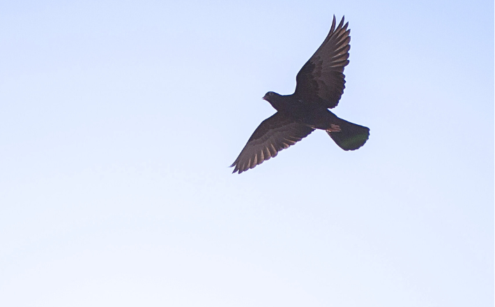 photo of a flying dove