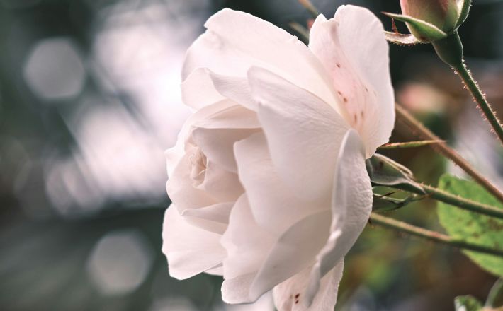 Photo of a blooming white flower