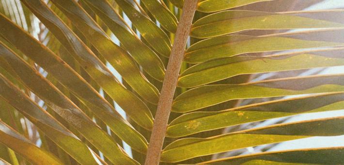 Photo of a palm leaf