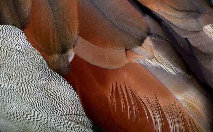 Closeup of hen's wing