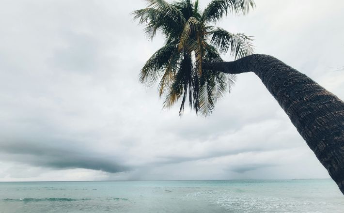 Preaching and eco-crisis: Palm tree extendinerg over ocean with overcast clouds behind