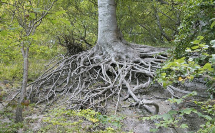 Tree with exposed roots on a green hillside