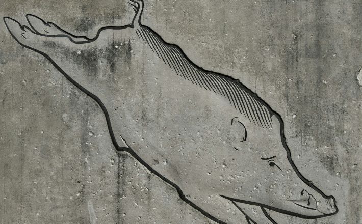 Drawing of pig diving