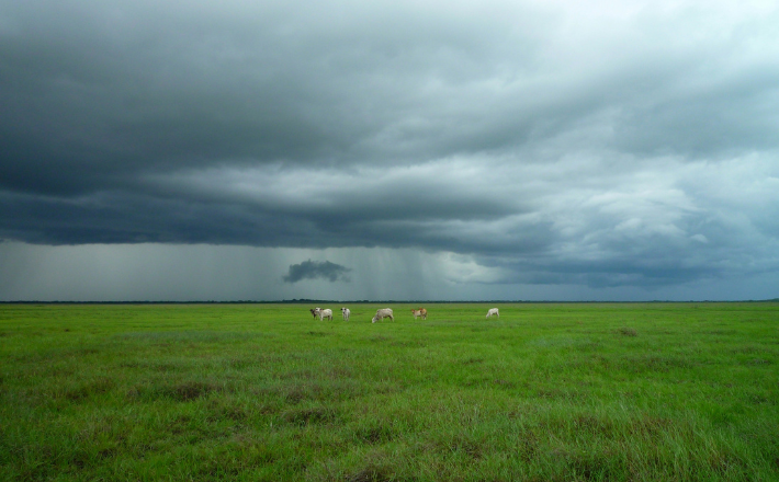photo of clouds before a storm in a field with cattle