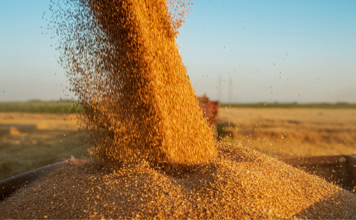 photo of wheat grains piling up