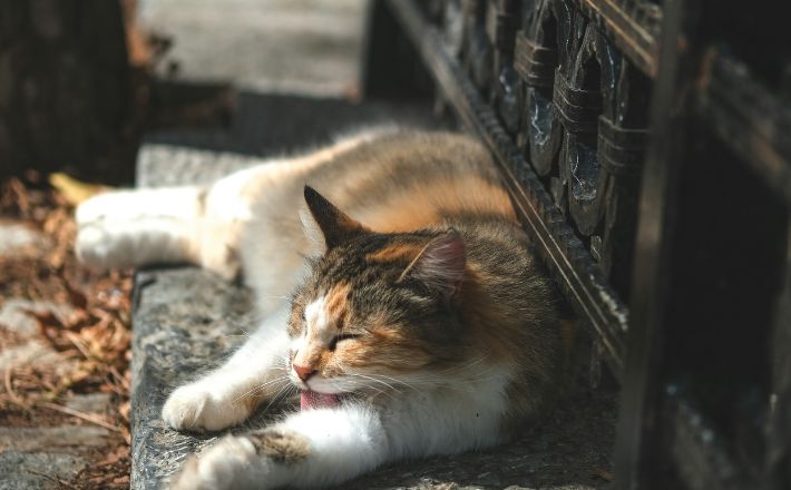 Cat resting on a bench