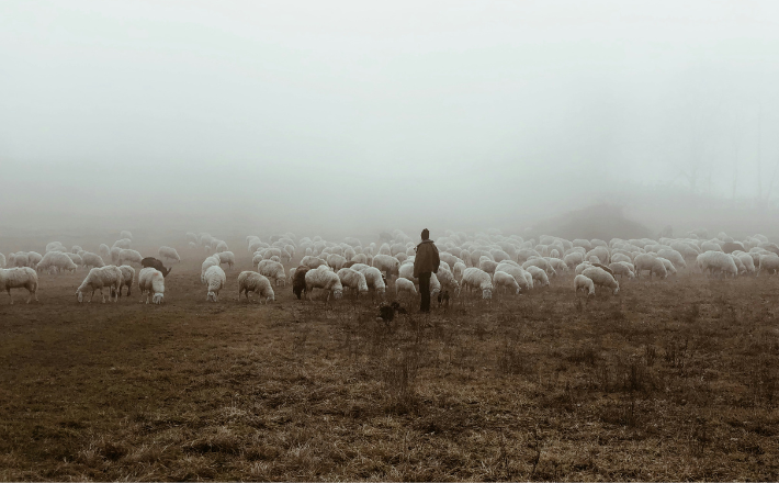 sepia-ish toned photo of a shepherd with many sheep in a foggy landscape