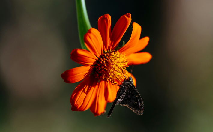 photo of a butterfly on an orange flower