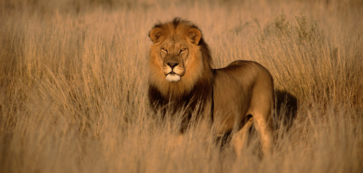 photo of a lion in tall grass