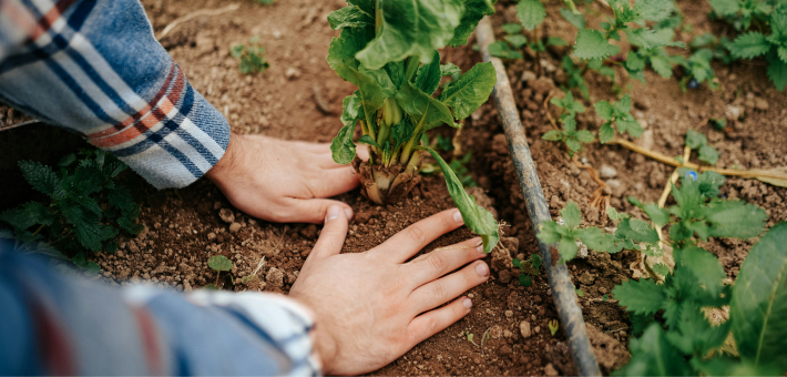 photo of hands planting in a garden