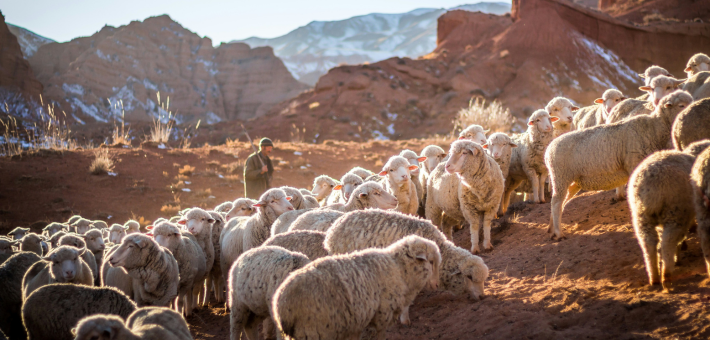 photo of a shepherd and sheep