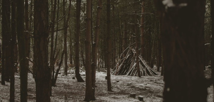 photo of trees in the wilderness