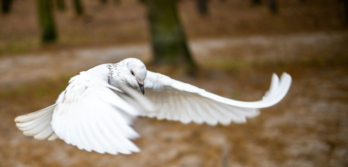 photo of a flying dove