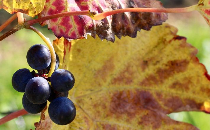 Grapes with yellowed leaf in vineyard