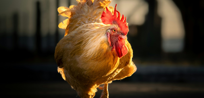 photo of a rooster